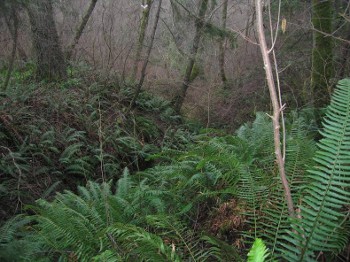 Sword Fern forest